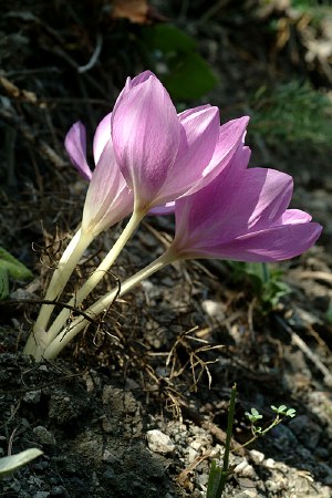 Name:  Colchicum_bivonae_88.jpg
Views: 1596
Size:  43.8 KB