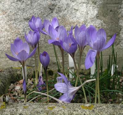 Name:  Crocus%20speciosus%20'oxonian'.jpg
Views: 2437
Size:  41.7 KB