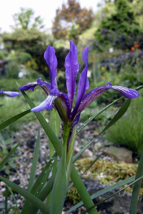Name:  Iris%20sintenisii.jpg
Views: 1970
Size:  53.1 KB