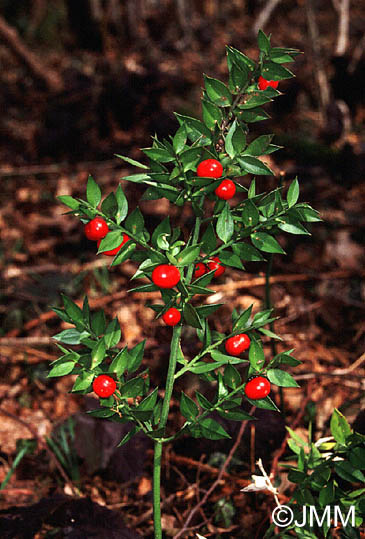 Name:  Ruscus%20aculeatus.jpg
Views: 13717
Size:  65.1 KB