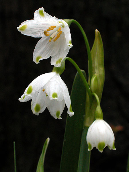 Name:  leucojum_aestivum.jpg
Views: 4739
Size:  41.7 KB