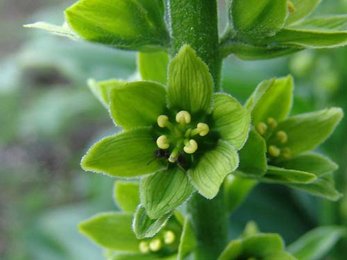 Name:  veratrum.jpg
Views: 5464
Size:  53.5 KB
