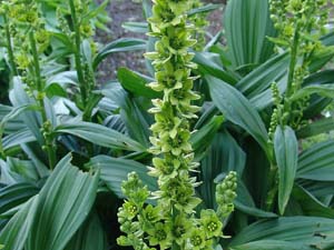 Name:  veratrum%20album-witte%20nieswortel-03.jpg
Views: 4712
Size:  19.4 KB
