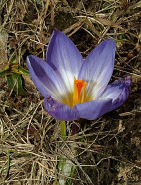 Name:  Crocus_aerius.jpg
Views: 1118
Size:  52.2 KB