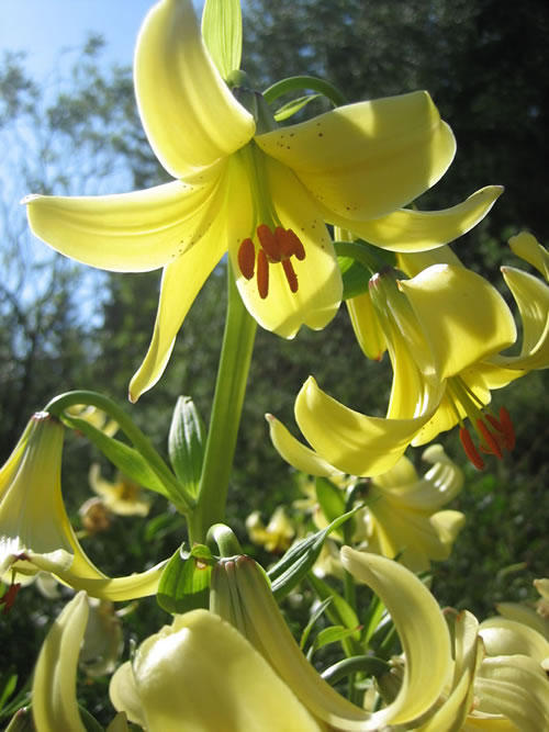 Name:  kaukasus-lilieopt.jpg
Views: 4308
Size:  67.4 KB