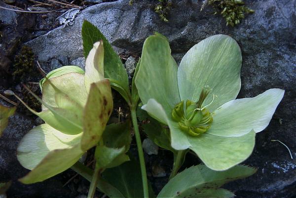 Name:  Helleborus%20orientalis%2078BL00206%20a.jpg
Views: 5578
Size:  47.5 KB