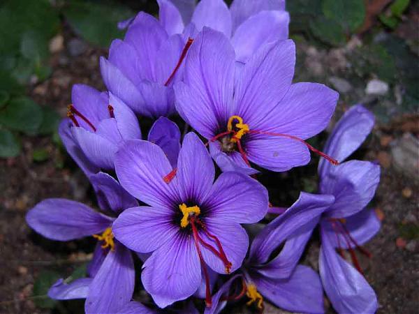 Name:  Crocus-sativus-380.jpg
Views: 14284
Size:  42.4 KB