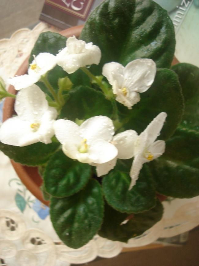Name:  DSC05386.jpg
Views: 999
Size:  51.4 KB
