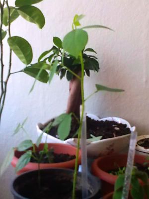 Name:  Grnt3809.jpg
Views: 912
Size:  29.0 KB