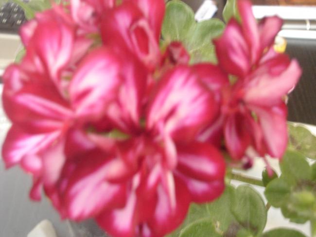 Name:  DSC06831.jpg
Views: 726
Size:  32.9 KB