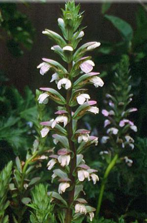 Name:  acanthus2.jpg
Views: 1334
Size:  26.7 KB