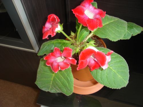 Name:  DSC07241.JPG
Views: 620
Size:  45.0 KB