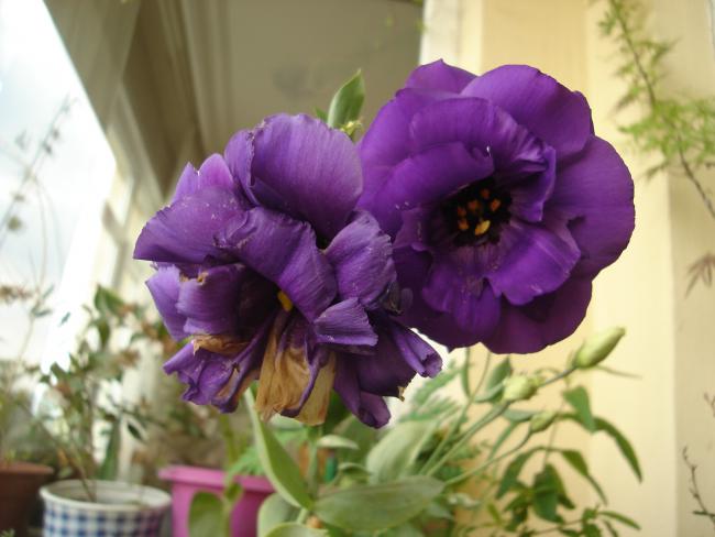 Name:  DSC08357.jpg
Views: 1026
Size:  37.8 KB