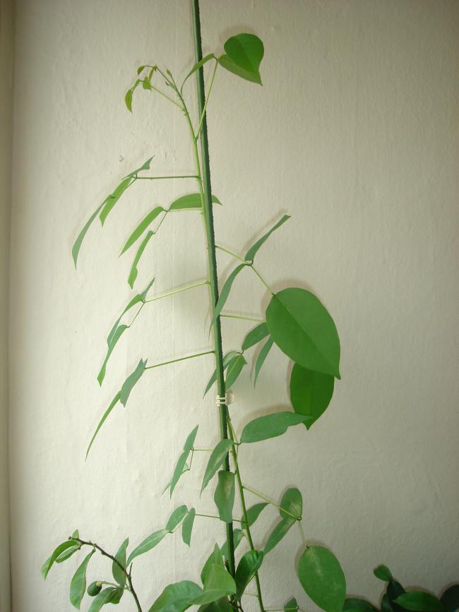 Name:  DSC07276.jpg
Views: 1094
Size:  52.3 KB
