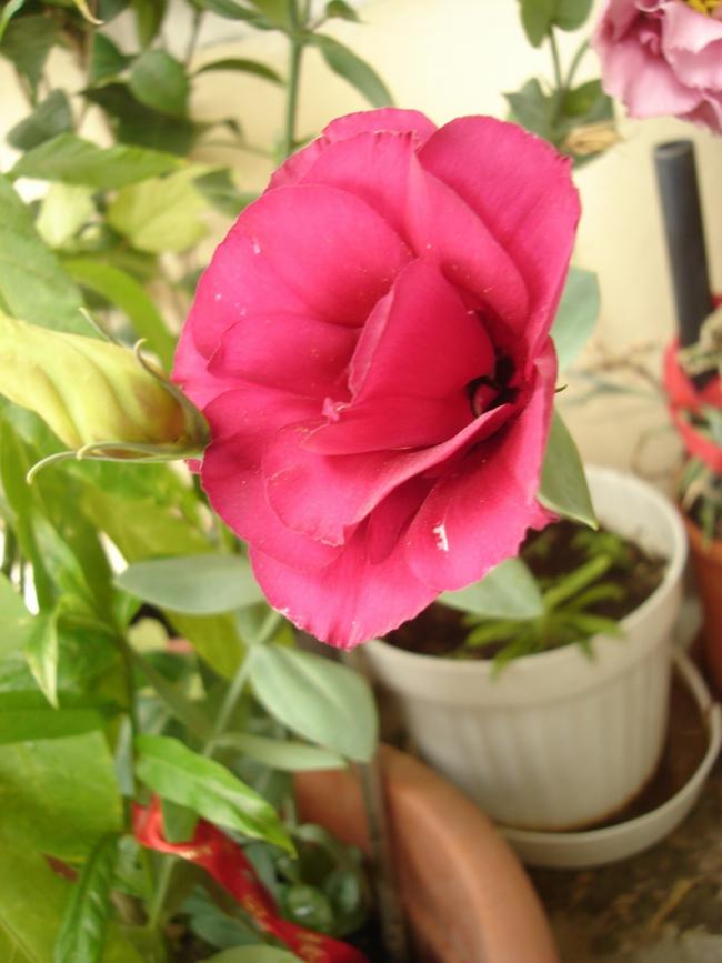 Name:  DSC08362.jpg
Views: 643
Size:  55.3 KB