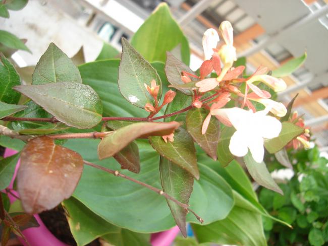 Name:  DSC07295.jpg
Views: 680
Size:  45.4 KB