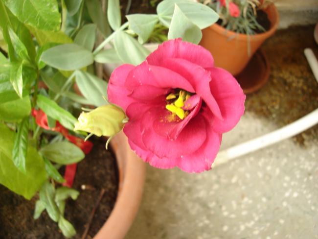 Name:  DSC08363.jpg
Views: 549
Size:  37.4 KB