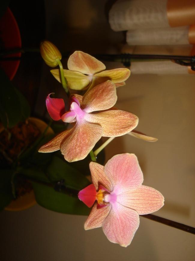 Name:  DSC07307.jpg
Views: 611
Size:  44.4 KB