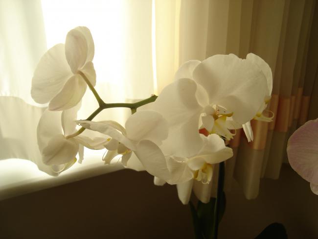 Name:  DSC09252.jpg
Views: 592
Size:  21.8 KB