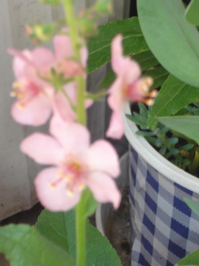 Name:  DSC07257.jpg
Views: 544
Size:  44.1 KB