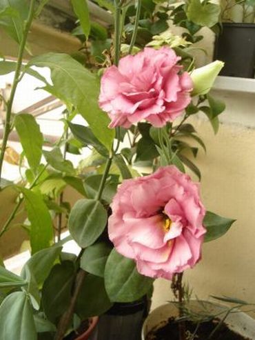 Name:  DSC08361.jpg
Views: 425
Size:  55.1 KB