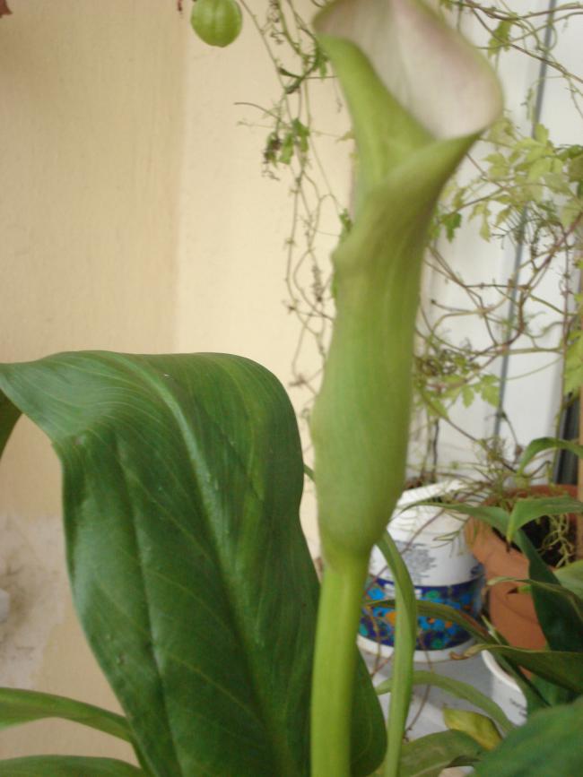 Name:  DSC00014.jpg
Views: 545
Size:  52.9 KB