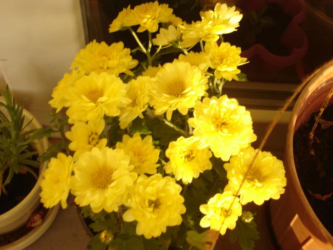 Name:  DSC00202.jpg
Views: 484
Size:  44.9 KB