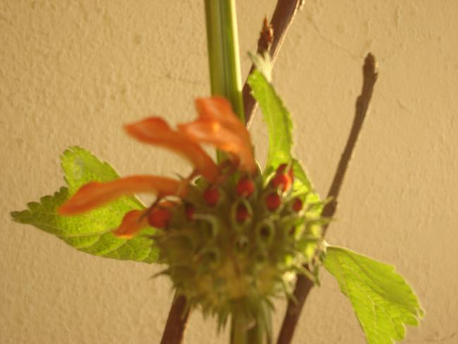 Name:  DSC00206.jpg
Views: 499
Size:  29.5 KB