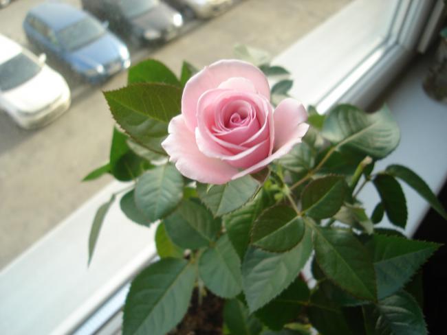 Name:  DSC00458.jpg
Views: 607
Size:  31.8 KB