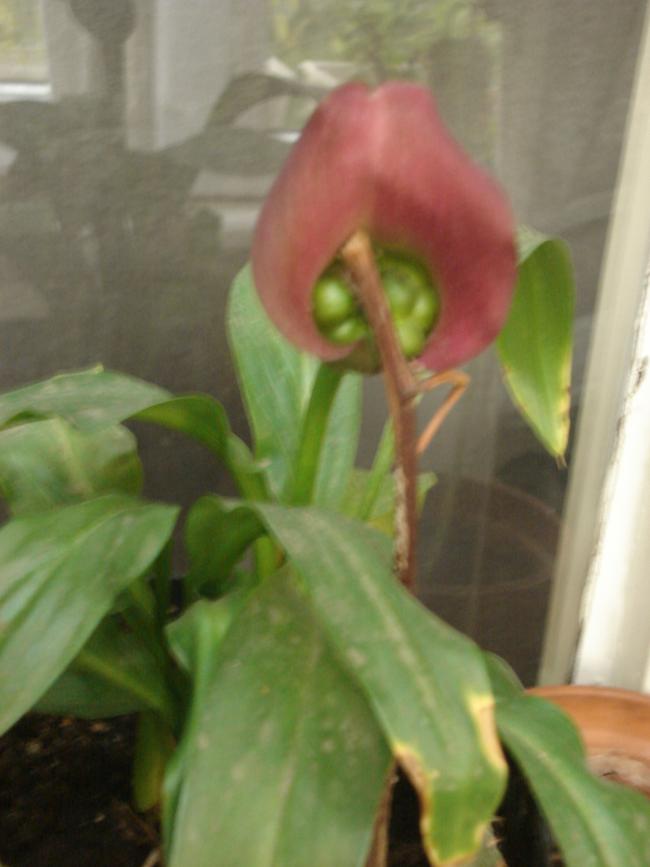 Name:  DSC00218.jpg
Views: 600
Size:  43.6 KB