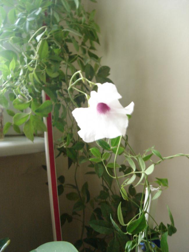 Name:  DSC00034.jpg
Views: 742
Size:  52.5 KB