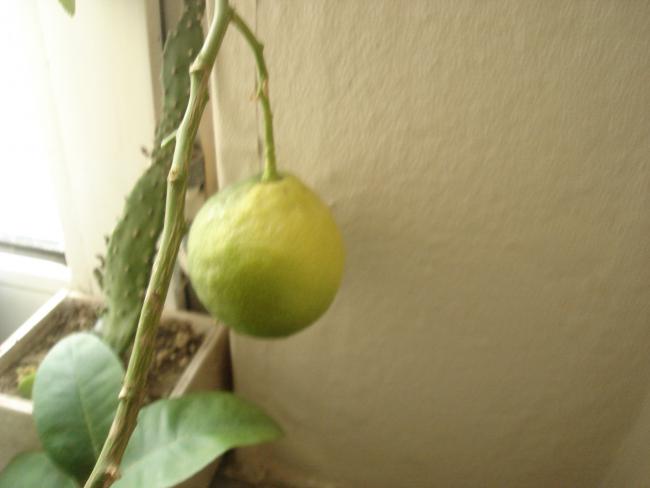 Name:  DSC01019.jpg
Views: 696
Size:  24.3 KB