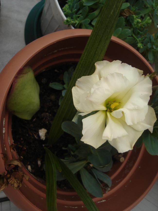 Name:  DSC01016.jpg
Views: 502
Size:  49.6 KB