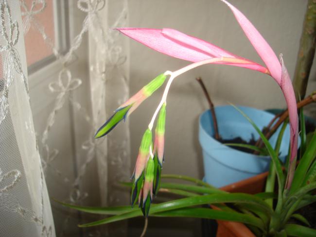 Name:  DSC00151.jpg
Views: 1325
Size:  34.1 KB