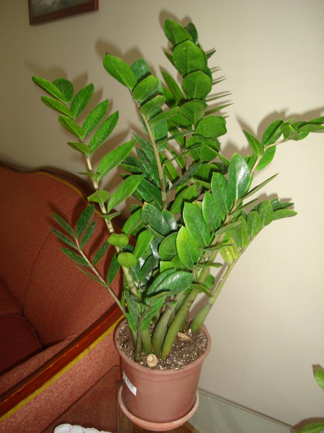 Name:  DSC00021.jpg
Views: 2866
Size:  68.5 KB