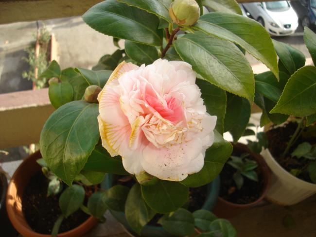 Name:  DSC00026.jpg
Views: 710
Size:  41.3 KB