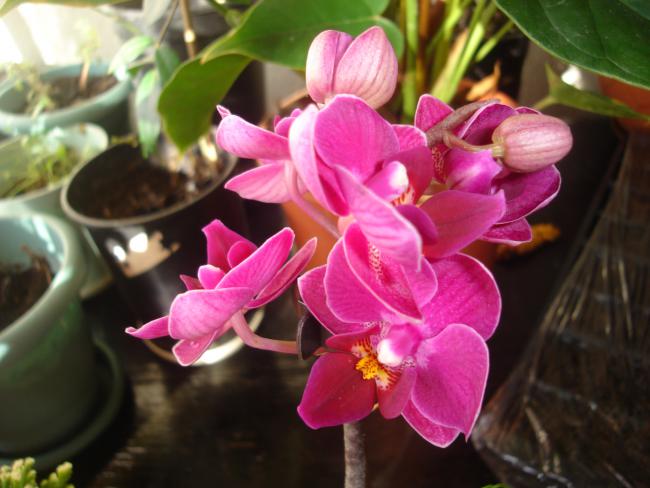 Name:  DSC00170.jpg
Views: 572
Size:  43.0 KB