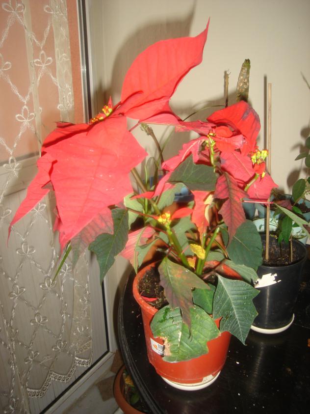 Name:  DSC00200.jpg
Views: 643
Size:  70.2 KB