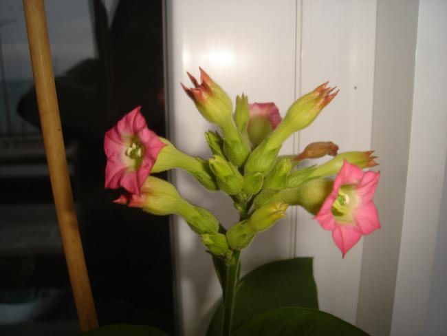 Name:  DSC00208.jpg
Views: 774
Size:  24.7 KB
