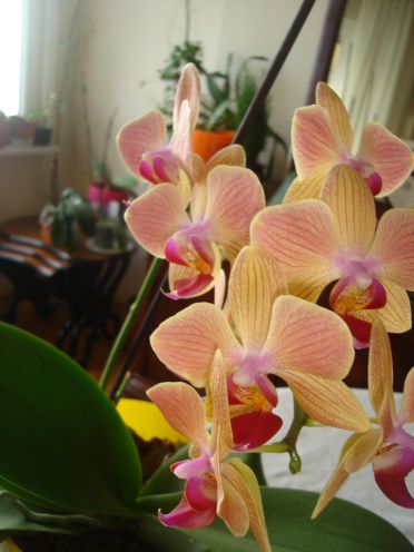 Name:  DSC00434.JPG
Views: 978
Size:  47.1 KB