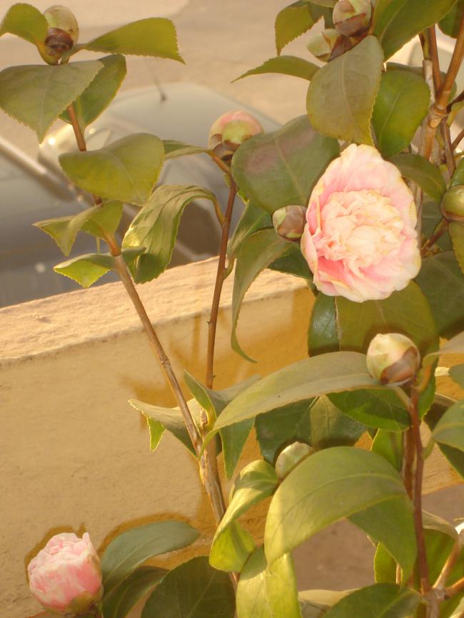 Name:  DSC00562.jpg
Views: 996
Size:  63.5 KB