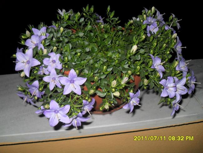 Name:  041.jpg
Views: 1342
Size:  56.7 KB