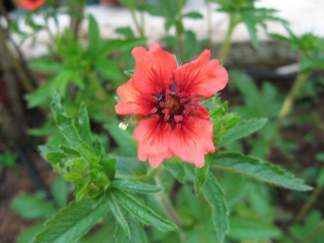 Name:  Potentilla.jpg
Views: 1043
Size:  34.4 KB