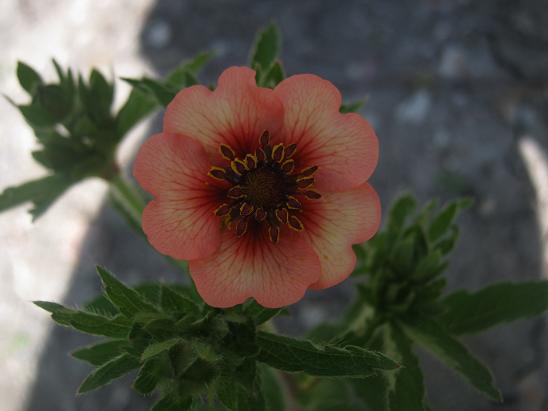Name:  potentilla.JPG
Views: 1025
Size:  36.7 KB
