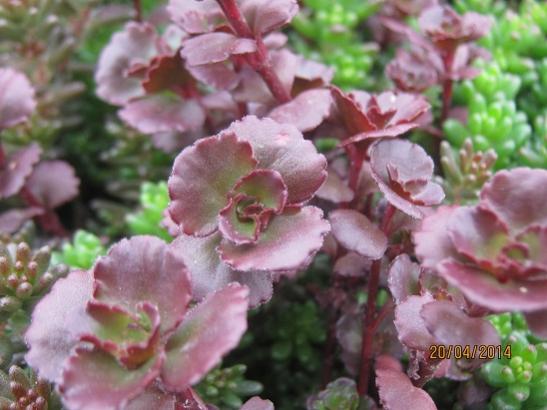 Name:  sedum spurium.jpg
Views: 1528
Size:  37.3 KB
