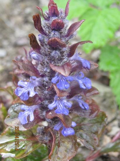 Name:  ajuga reptans.jpg
Views: 1520
Size:  38.5 KB