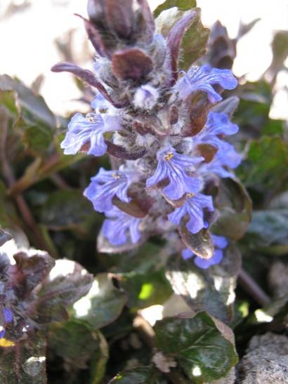 Name:  ajuga r..jpg
Views: 1265
Size:  36.3 KB