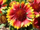 Name:  gaillardia.jpg
Views: 6884
Size:  5.8 KB