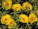 Name:  yellow.jpg
Views: 6474
Size:  5.0 KB