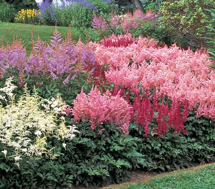 Name:  astilbe.jpg
Views: 2713
Size:  51.6 KB